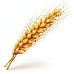 Ear of wheat spikelet isolated on white background
