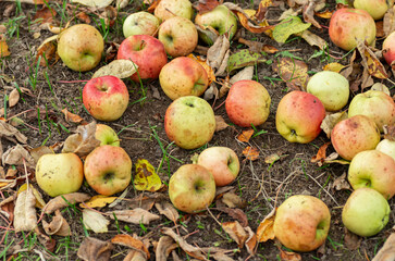 Ripe apples are scattered on the ground among fallen leaves. Closeup.