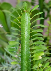 prickly ornamental plants and a variety of cactus photos