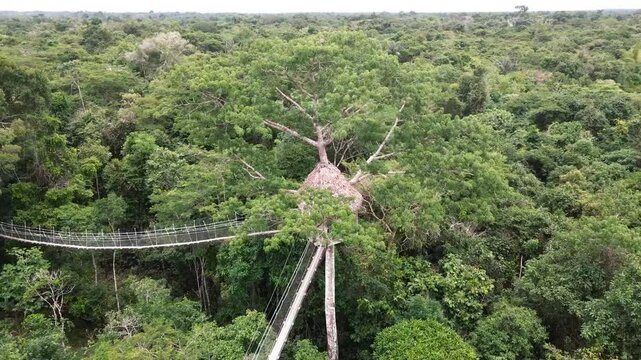 Puentes colgantes en arboles del amazonas