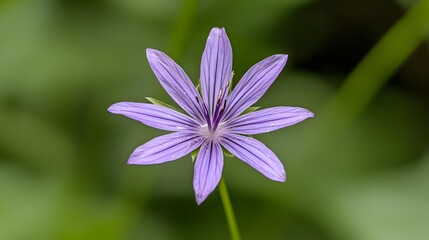 Obraz premium Delicate Purple Wildflower Close Up