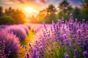 Obraz premium Miniature Lavender Garden: Charming Tilt-Shift Photography
