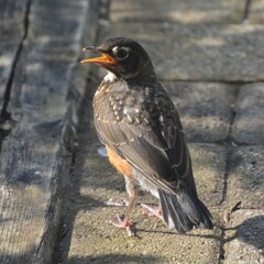 An American Robin rests in the garden in the warm spring sunshine.