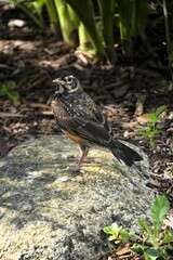 Obraz premium An American Robin rests in the garden in the warm spring sunshine.
