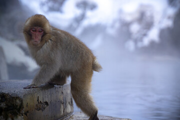 Snow Monkey