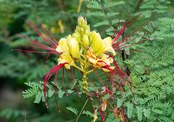 yellow and red colored garden flowers photos
