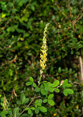 Crotalaria longirostrata, chipilin, a perennial legume native to Mexico and Central America. It is a popular leafy vegetable in its native region but is invasive outside its range.