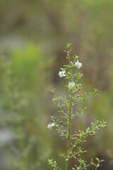 Scoparia dulcis, sweet-broom, a flowering plant in the plantain family native to the Neotropics but introduced to many tropical climates. Used in traditional medicine in parts of the Eastern world.