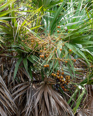 Fronds and the unripe orange and ripe black berries of Saw Palmetto, Serenoa repens. The fruits are harvested for use in herbal medicines. They are also eaten by wildlife.