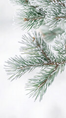 Close-up of a snow-covered pine tree branch with frost on needles against a white background.winter background, flyer for text. white snow, pine trees in snow hoarfrost