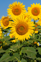 yellow flowers, agricultural products. photos of sunflowers.