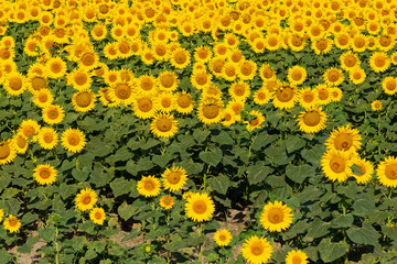 yellow flowers, agricultural products. photos of sunflowers.