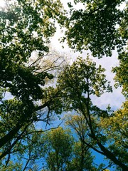 trees and sky