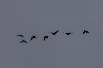 the silhouettes of a flight of geese over the river Oude Ijssel