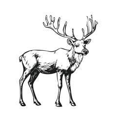 Vintage Ink Reindeer Sketch – Hand-Drawn Holiday Illustration