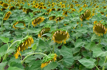 yellow flowers, agricultural products. photos of sunflowers.