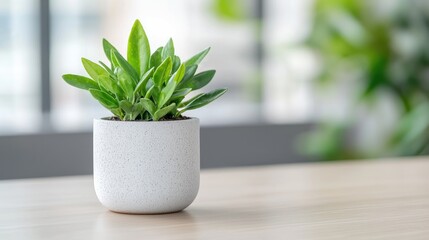 Fototapeta premium Small plant in a pot on a light wooden table by window