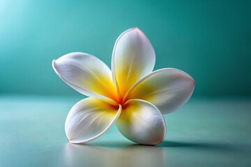Minimalist Frangipani Bloom: White Tropical Flower on Clean Background