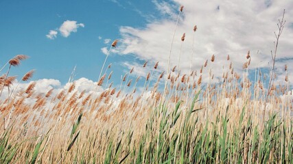 Obraz premium A view of a landscape