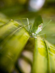 Grasshopper