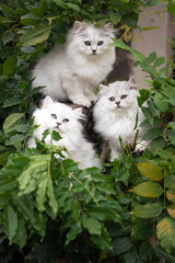 three white fluffy kittens with green eyes are sitting side by side on a tree among green leaves