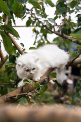white fluffy Persian kitten sits on a tree in the garden