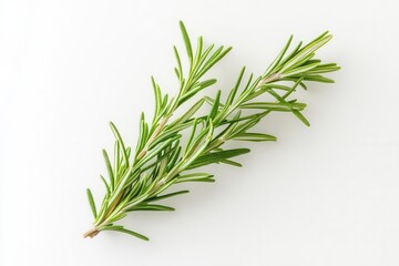 Fototapeta premium Fresh Rosemary Sprig on Pure White Background for Culinary and Aesthetic Use