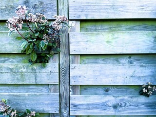 pink flowers on wooden background