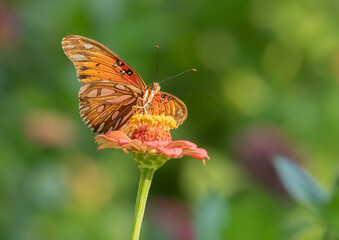Gulf Fritillary on Zinnia