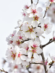 photos of flowering apricot tree and apricot flowers