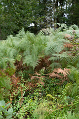 Thickets of green fern in a dense forest. Concept of the beauty of nature