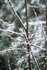 snow covered branches of tree