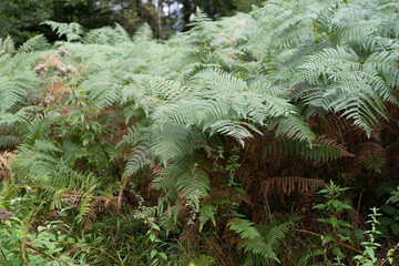 Thickets of green fern in a dense forest. Concept of the beauty of nature