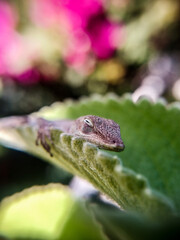 lizard on a leaf