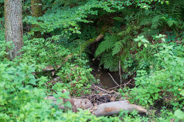 A small stream in the middle of a dense summer forest.