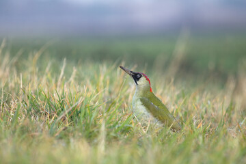 Green woodpecker on the grass in soft light. European Green woodpecker. Picus viridis. Wildlife.