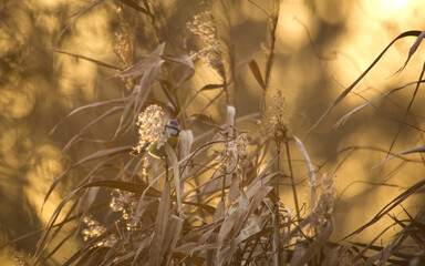 Blue tit on the dry grass  at sunset. Cute bird. Cyanistes caeruleus.