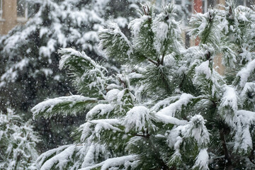 snow covered pine tree