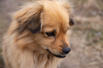 Portrait of a red fluffy dog. Selective focus.
