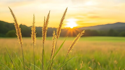 Fototapeta premium Golden Hour Sunset Over a Serene Green Field