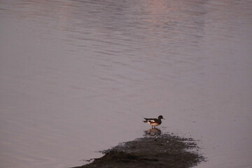 duck sitting on the bank of the river water