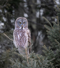 A Great Grey Owl perched in a tree