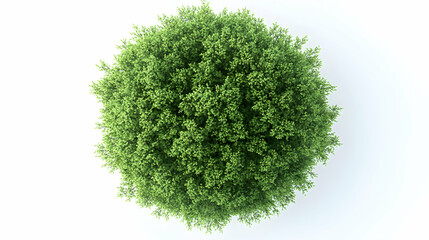 Aerial view of lush green spherical tree
