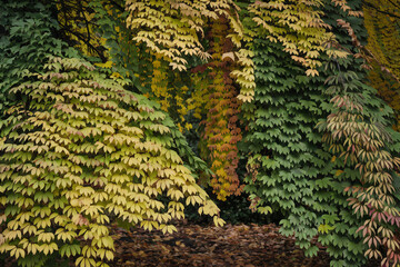 Lush Green Canopy of Overlapping Tree Leaves - Nature Forest Background