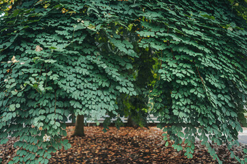 Lush Green Canopy of Overlapping Tree Leaves - Nature Forest Background