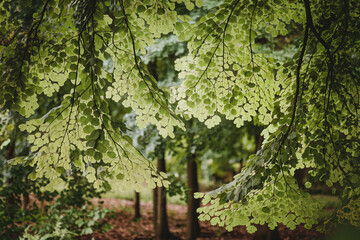 Lush Green Canopy of Overlapping Tree Leaves - Nature Forest Background