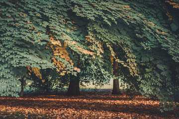 Lush Green Canopy of Overlapping Tree Leaves - Nature Forest Background