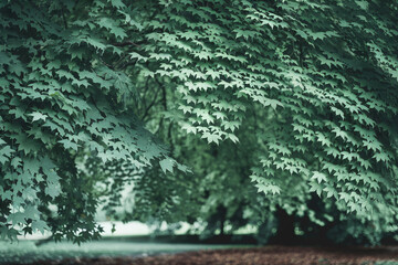 Lush Green Canopy of Overlapping Tree Leaves - Nature Forest Background