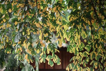 Lush Green Canopy of Overlapping Tree Leaves - Nature Forest Background
