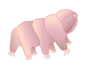 Tardigrades - vector full color picture with a microscopic animal. Tardigrades or small water bears are very small invertebrates. Eutardigrada.	